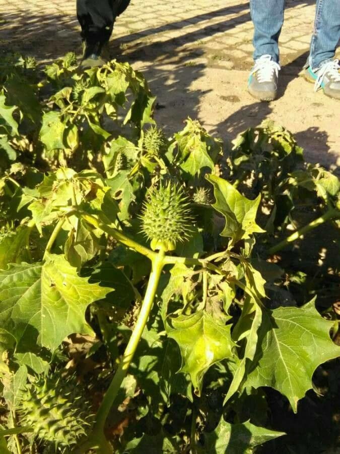 Stramonio comune 17
