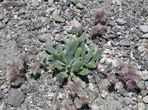Facelia hastata 9