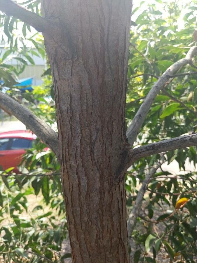 Acacia nera 23