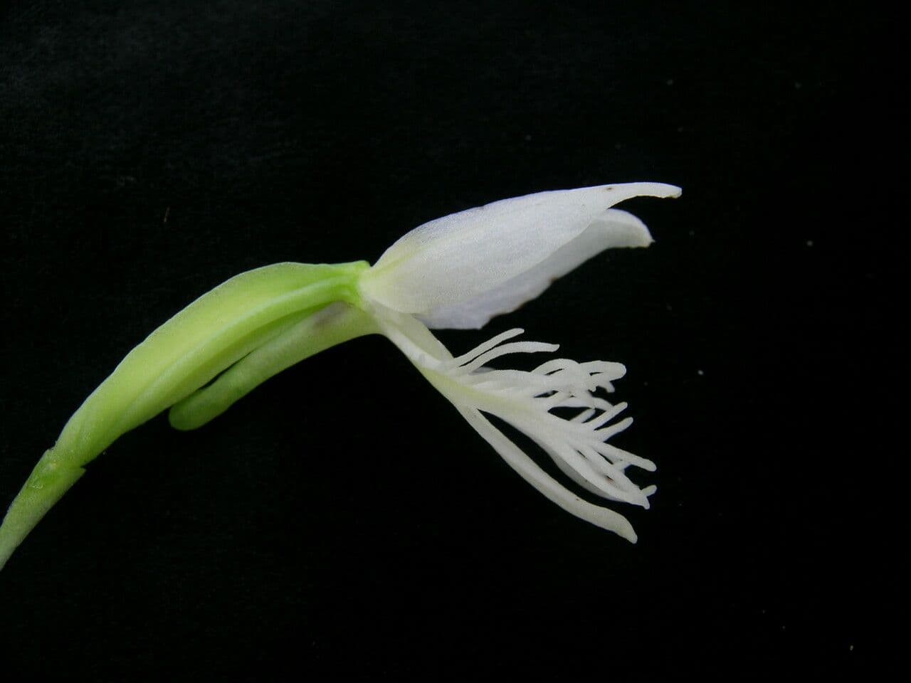 Habenaria 2