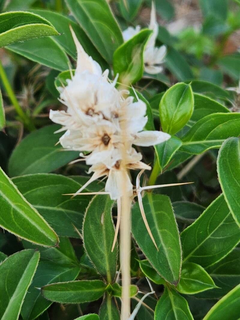 Barleria 4