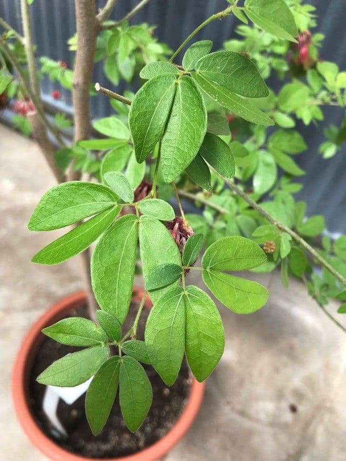 Calliandra 20