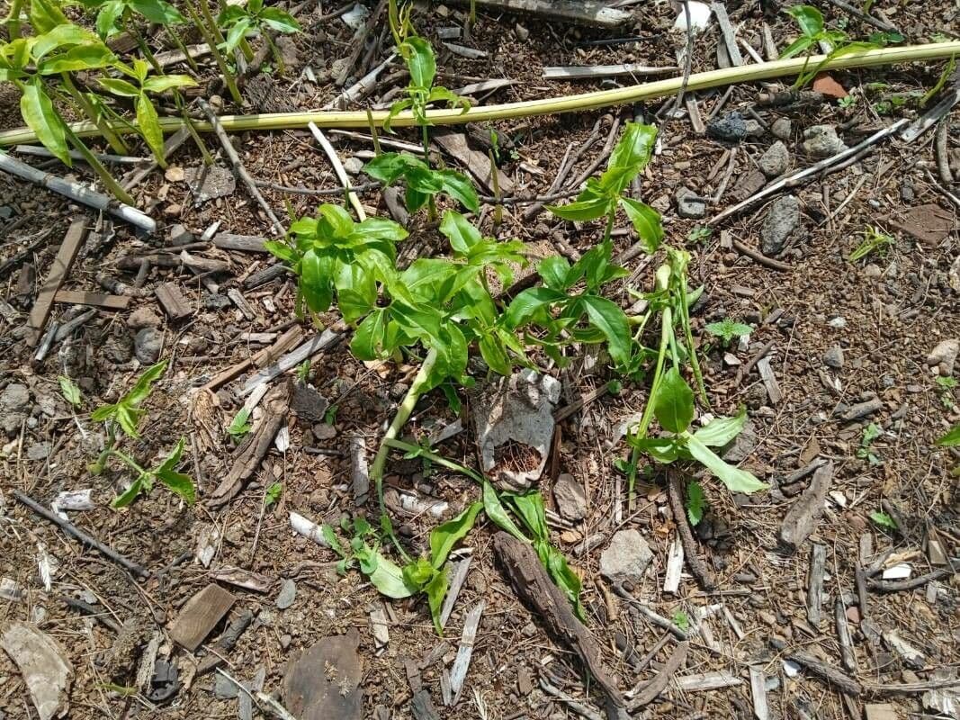 Arum dragon 15