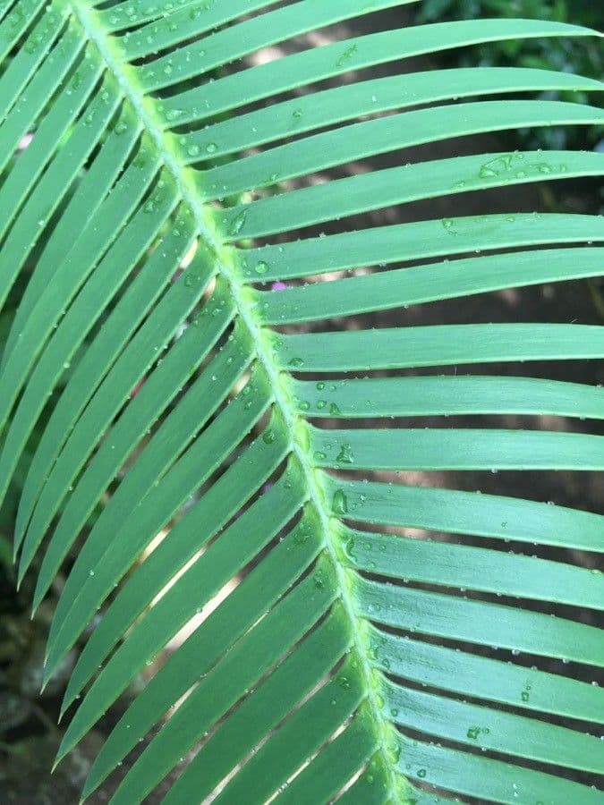 Dioon commestibile 19