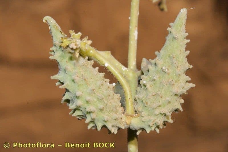 Pergularia tomentosa 2