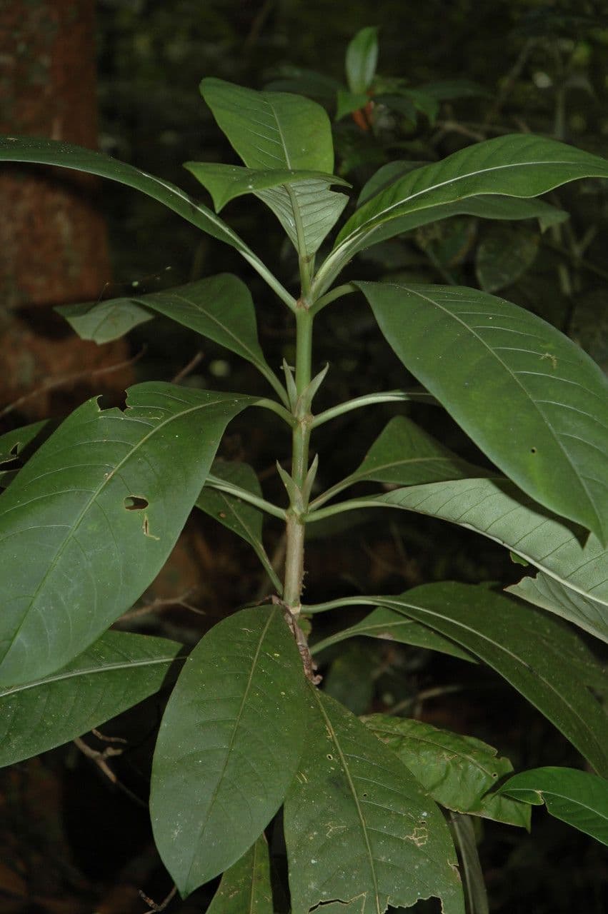 Psychotria