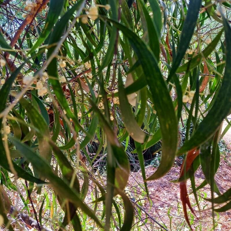Acacia implexa 3