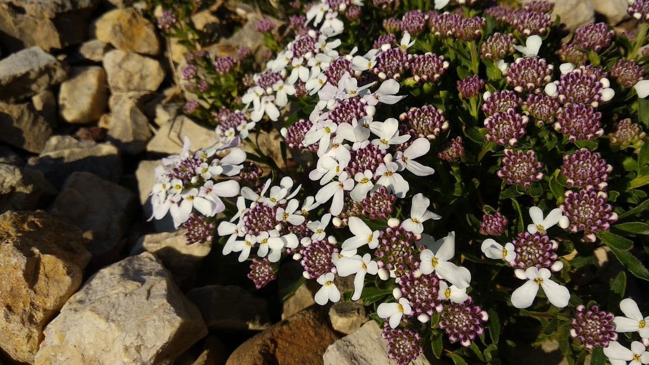 Iberis