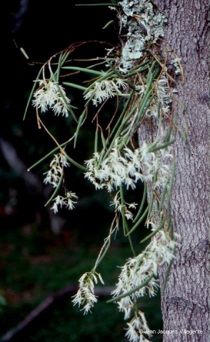 Dendrobium