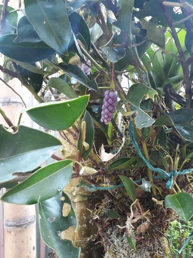 Anthurium 9