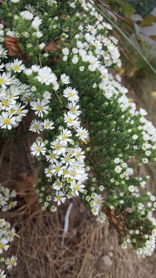Heide-Herbst-Aster 4
