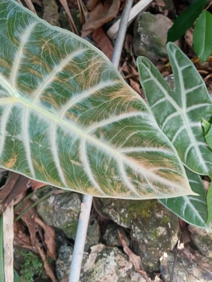 Alocasia 3