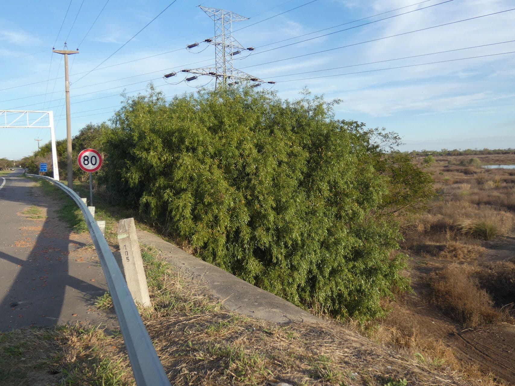 Nectandra angustifolia 6
