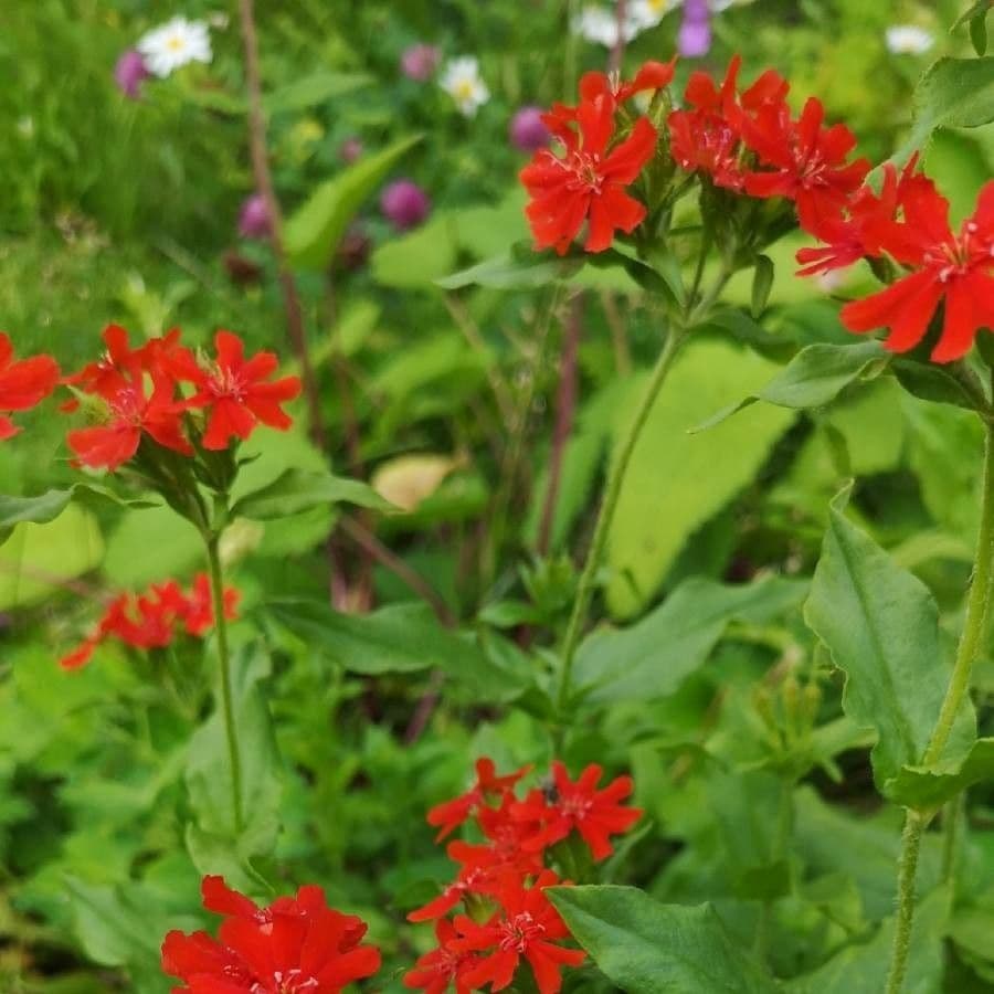 Silene 3