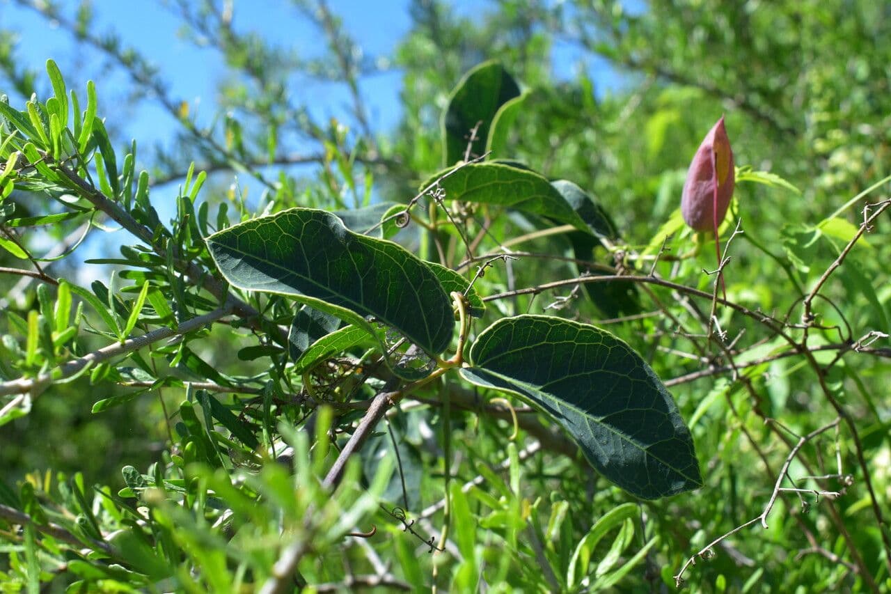 Dolichandra 10