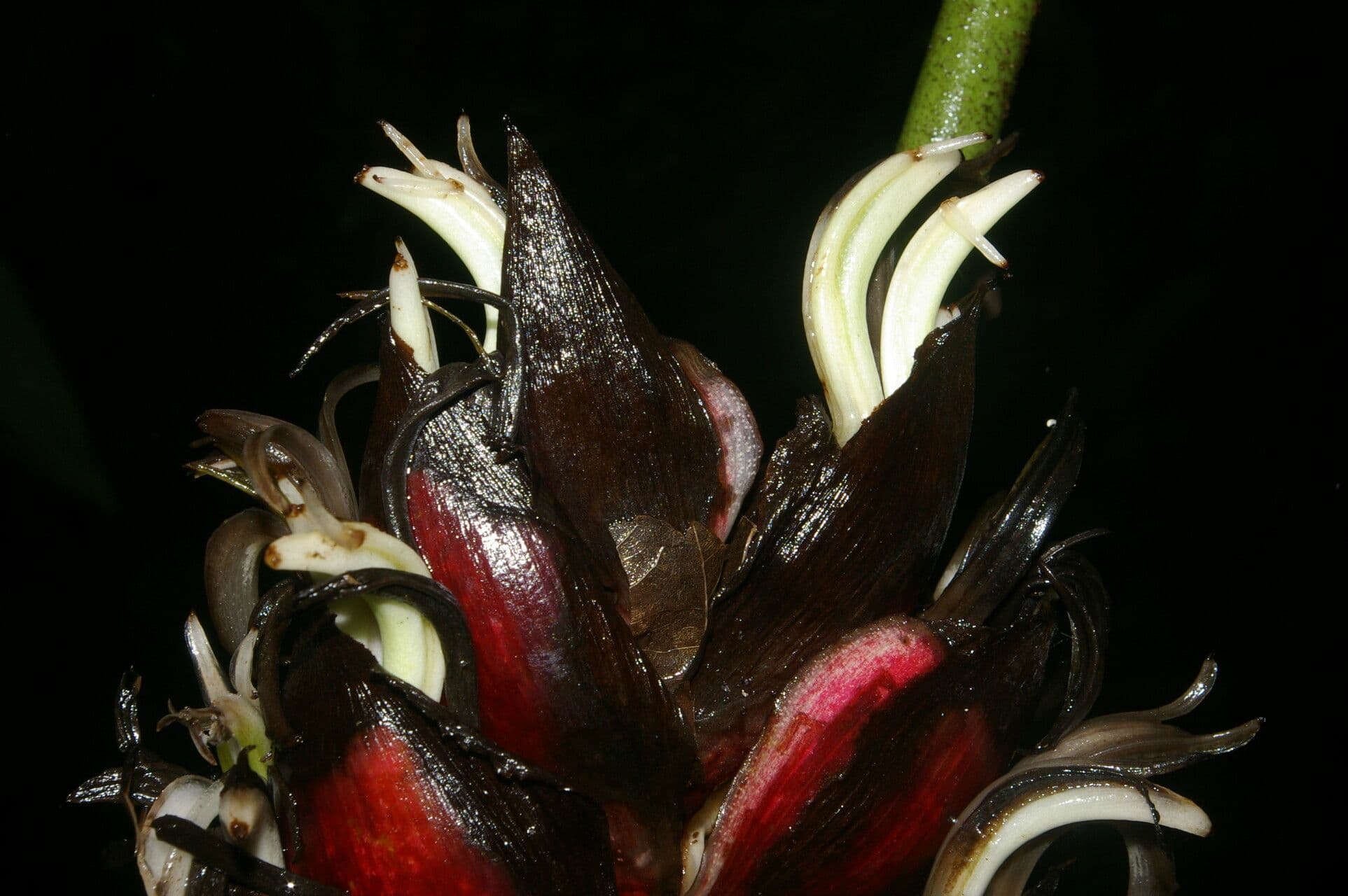 Hummelblume 2