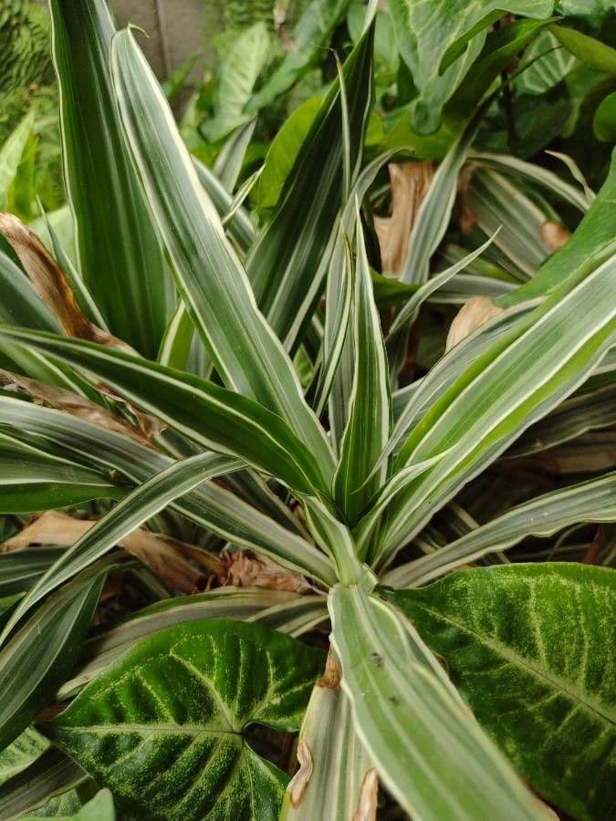 Dracaena 4