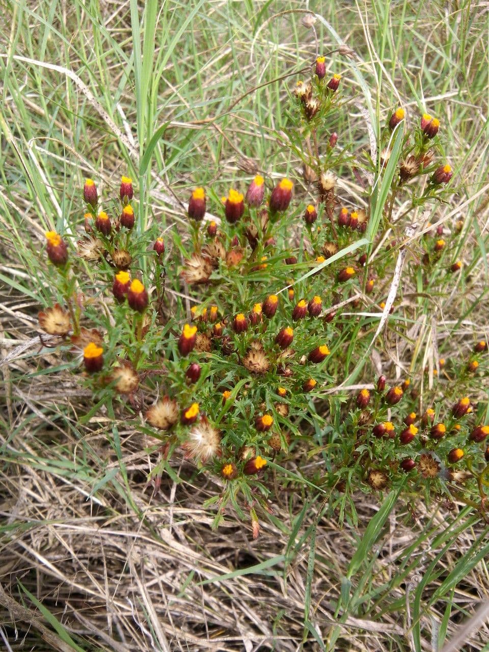 Dyssodia 9