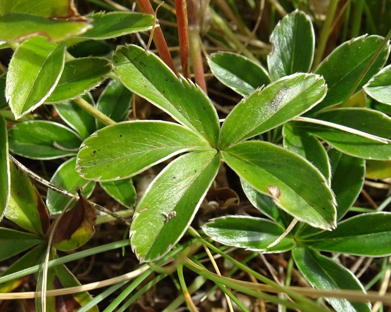 Alchemilla saxatilis 13