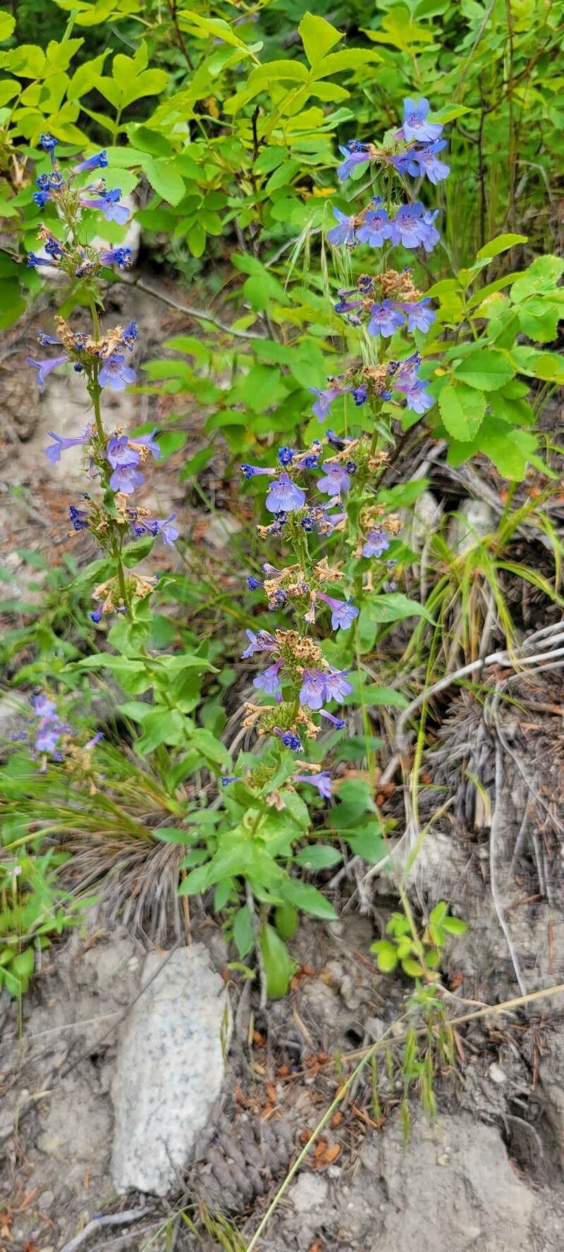 Penstemon 2