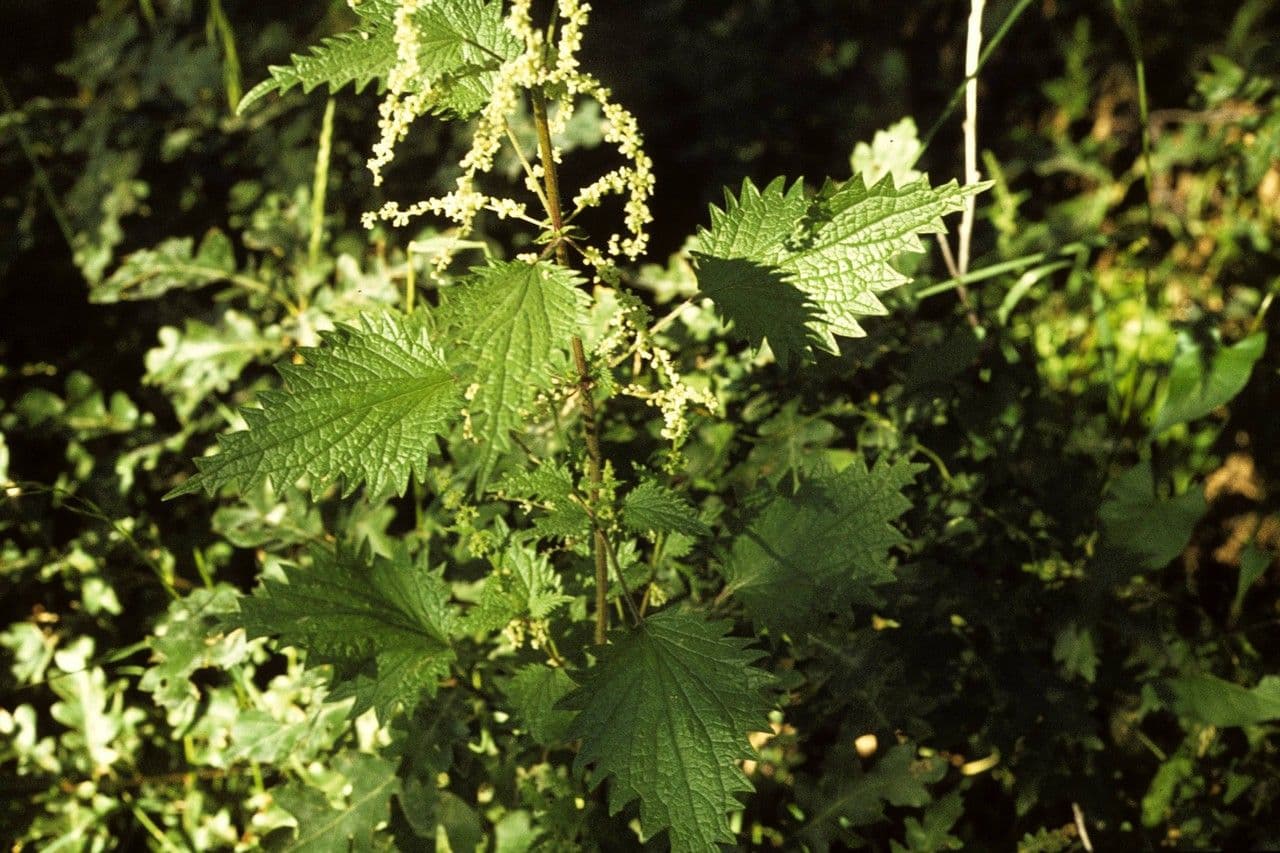 Mountain nettle 4