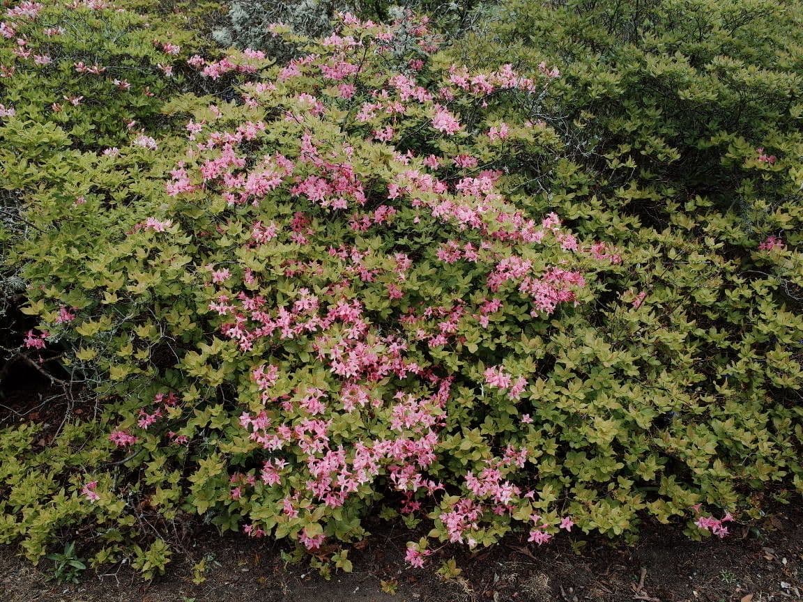 Rododendro 7