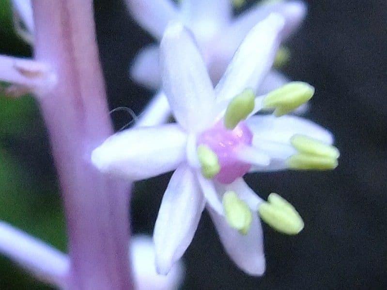 Scilla 5