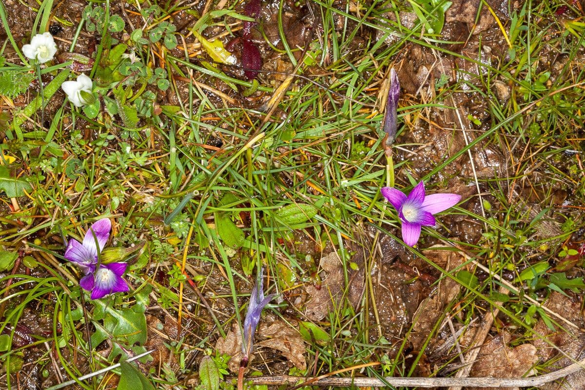 Romulea 6