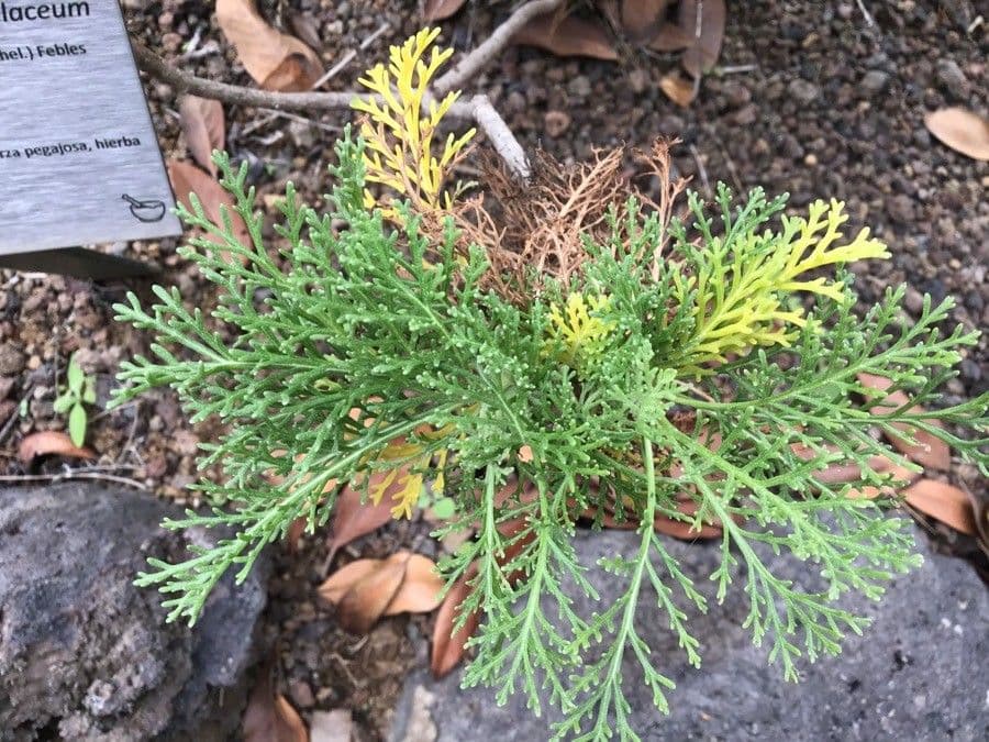 Gonospermum 8