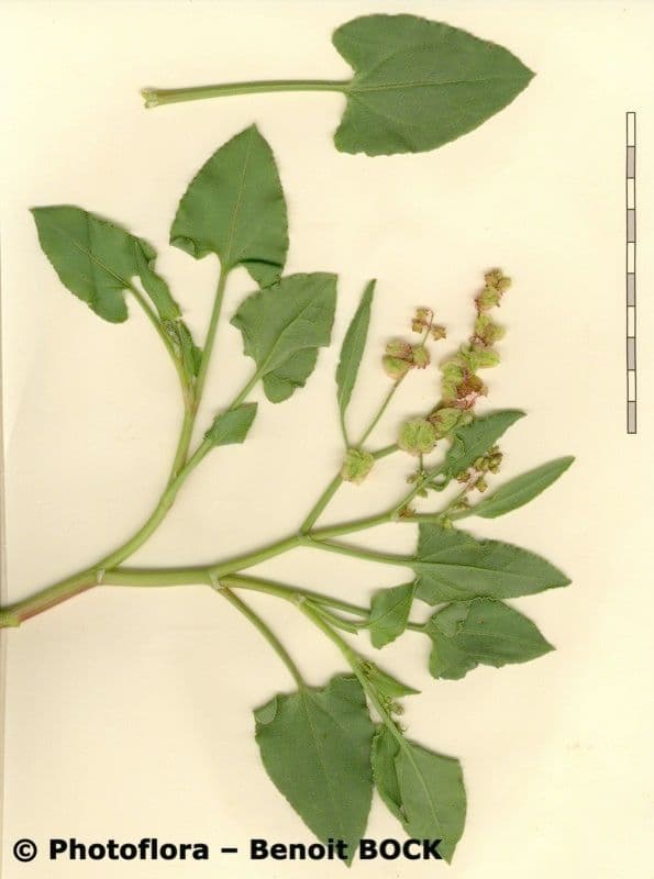Blasen-Sauerampfer 25