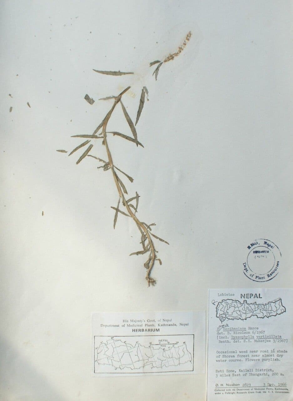 Pogostemon stellatus 2