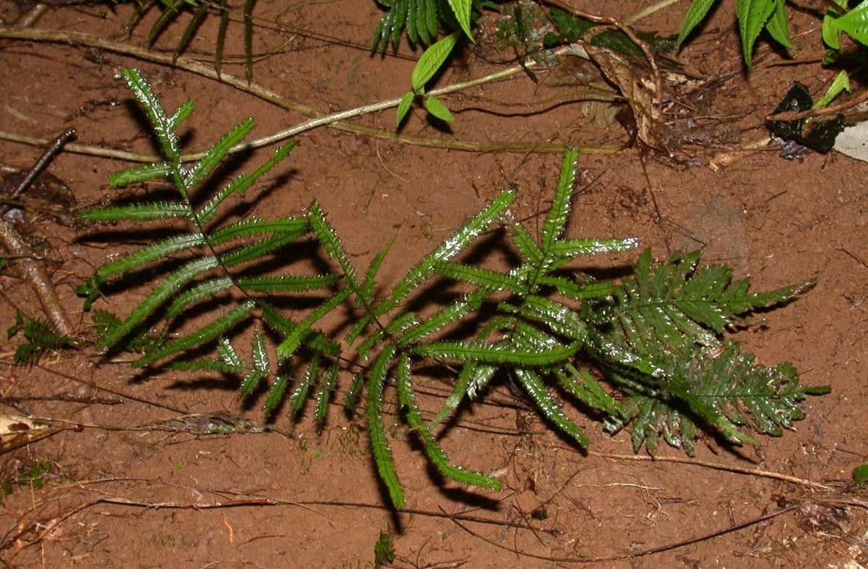 Trichomanes pennato