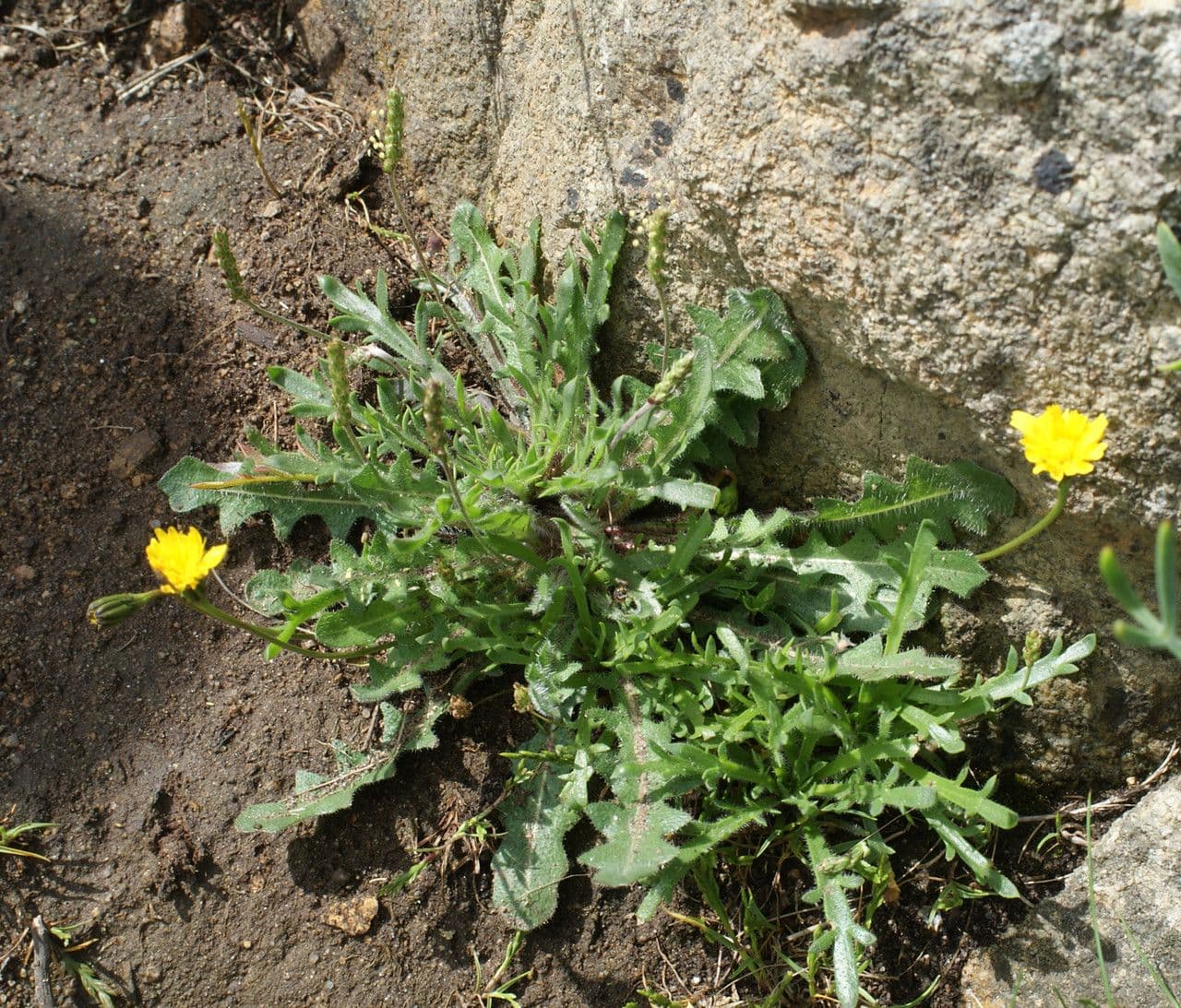 Felsen-Löwenzahn 8