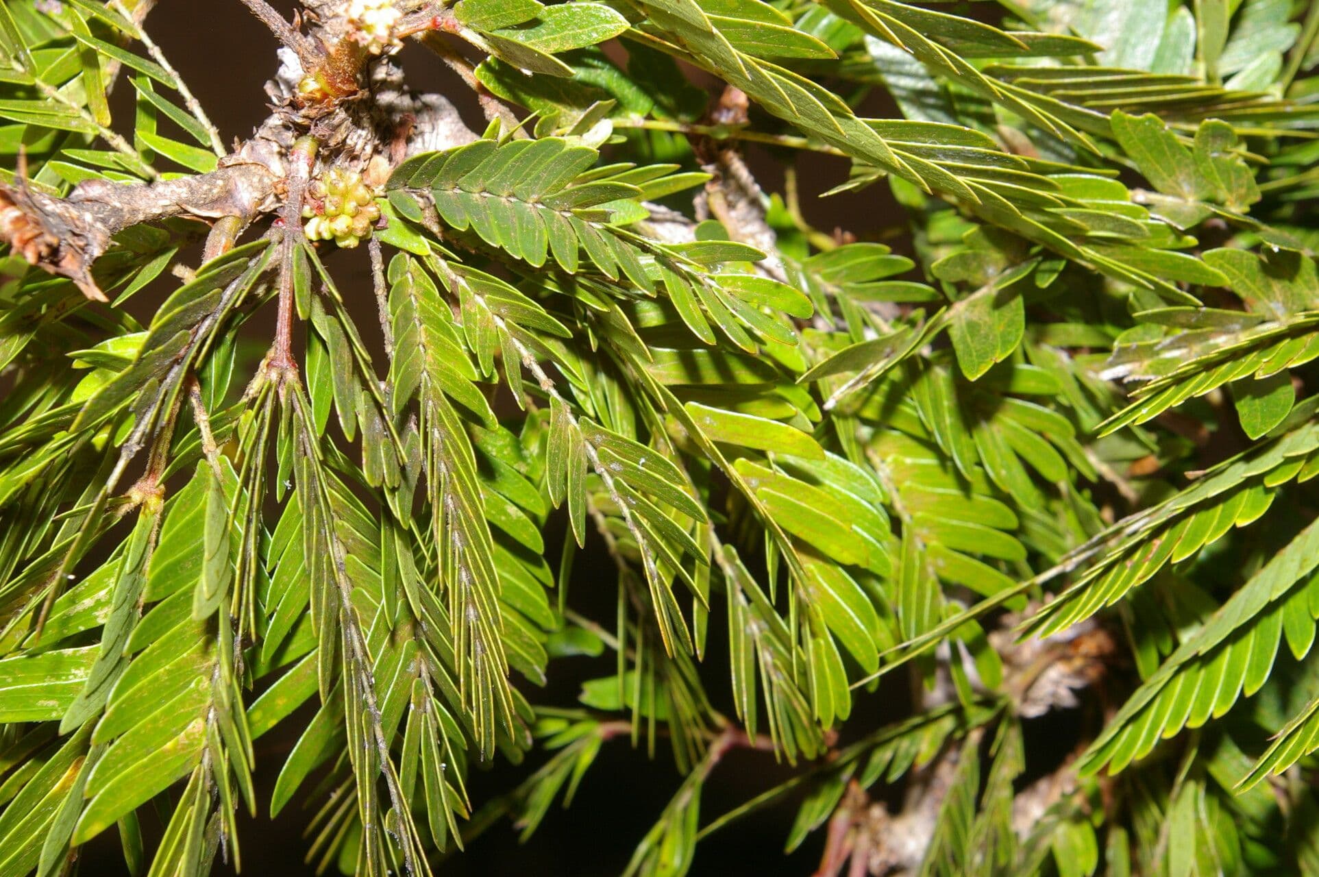 Calliandra 11