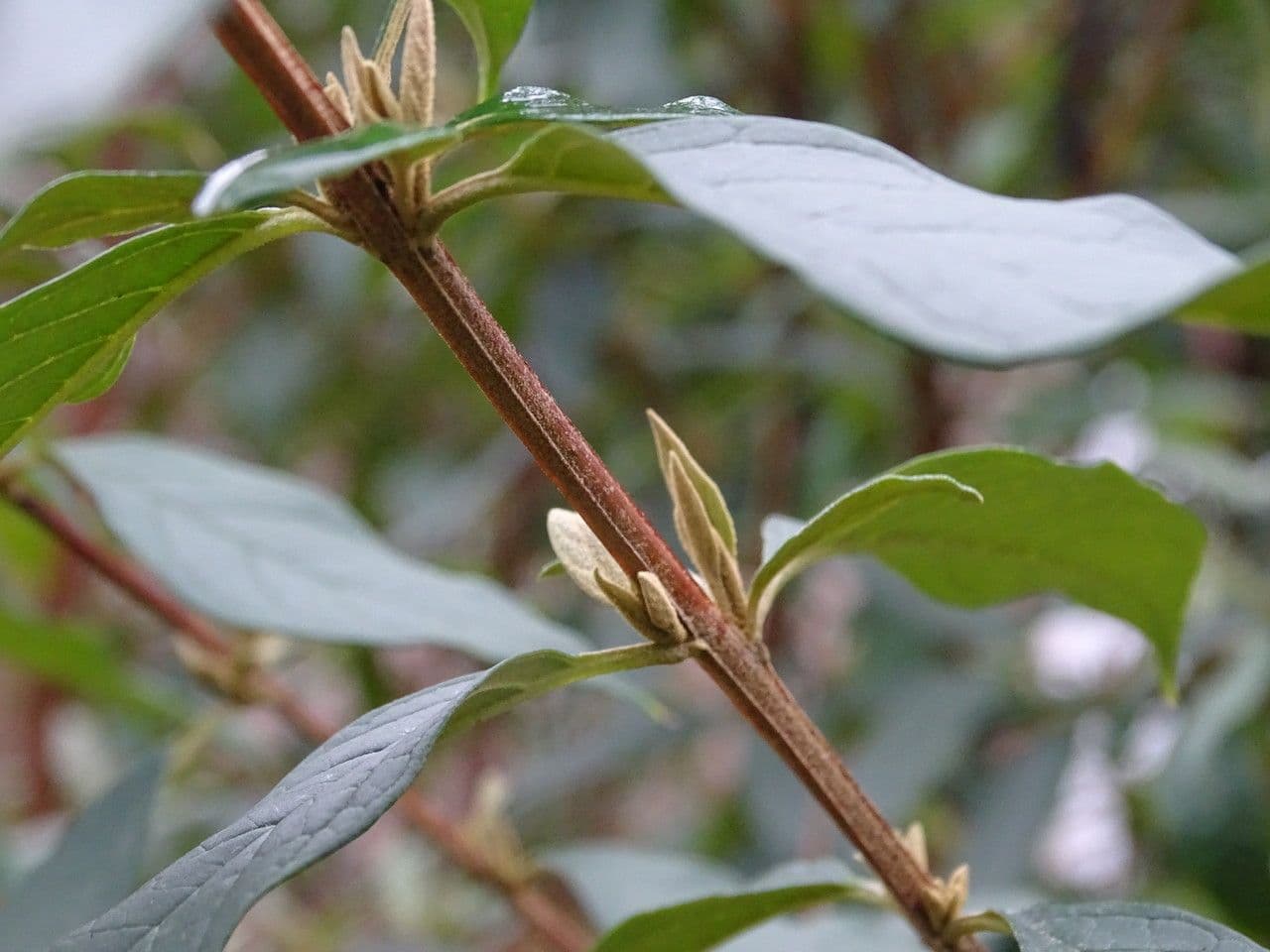 Buddleja di Lindley 13