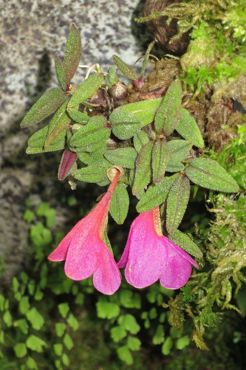 Dendrobium 13