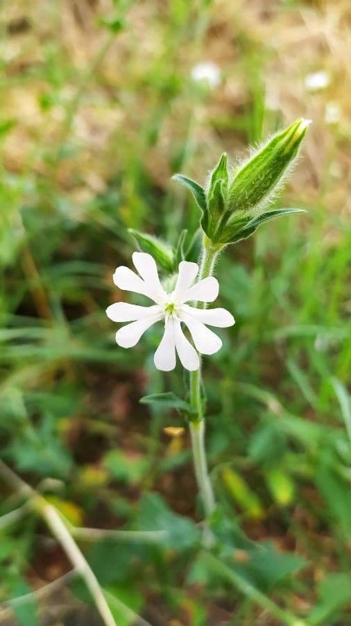 Silene dicotoma 6