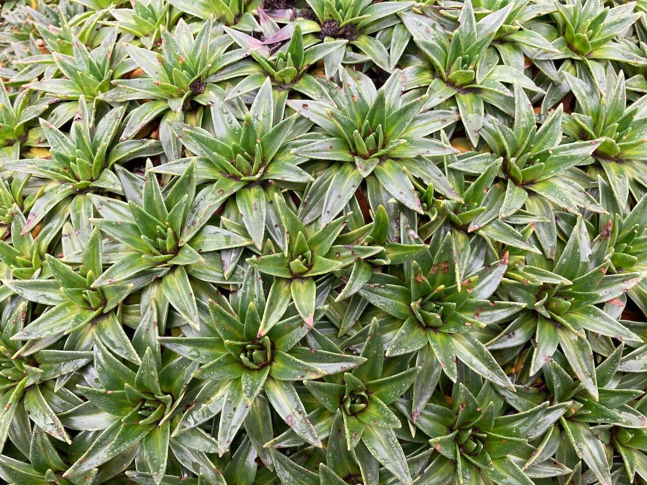 Plantago rigida 12