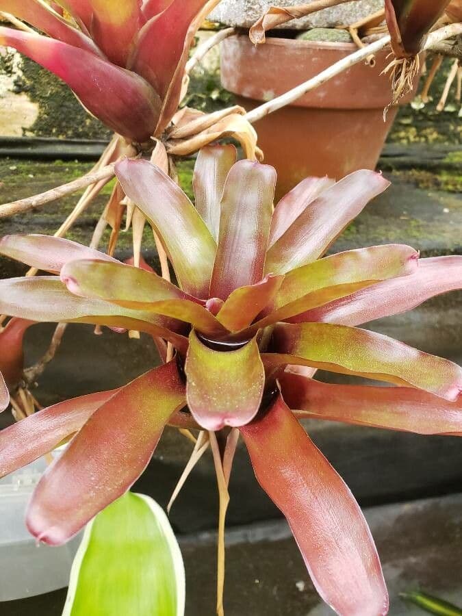 Neoregelia 12