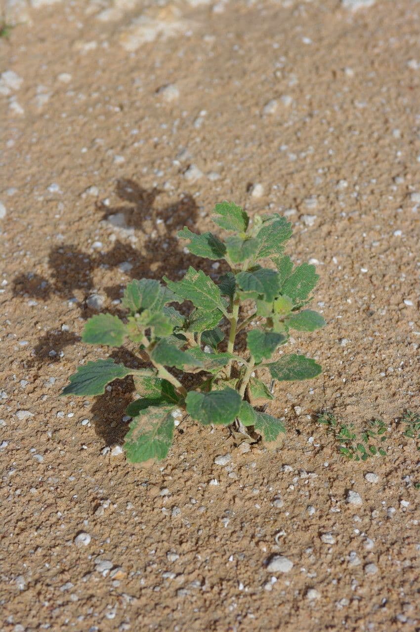 Chasmanthium 10