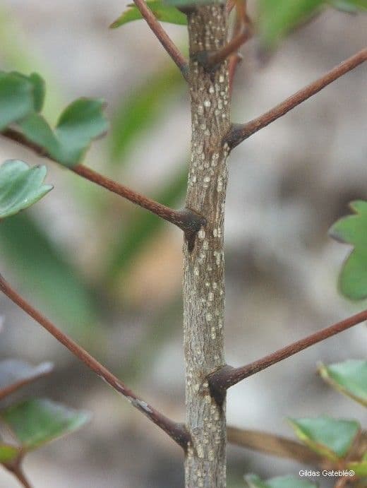 Polyscias 15