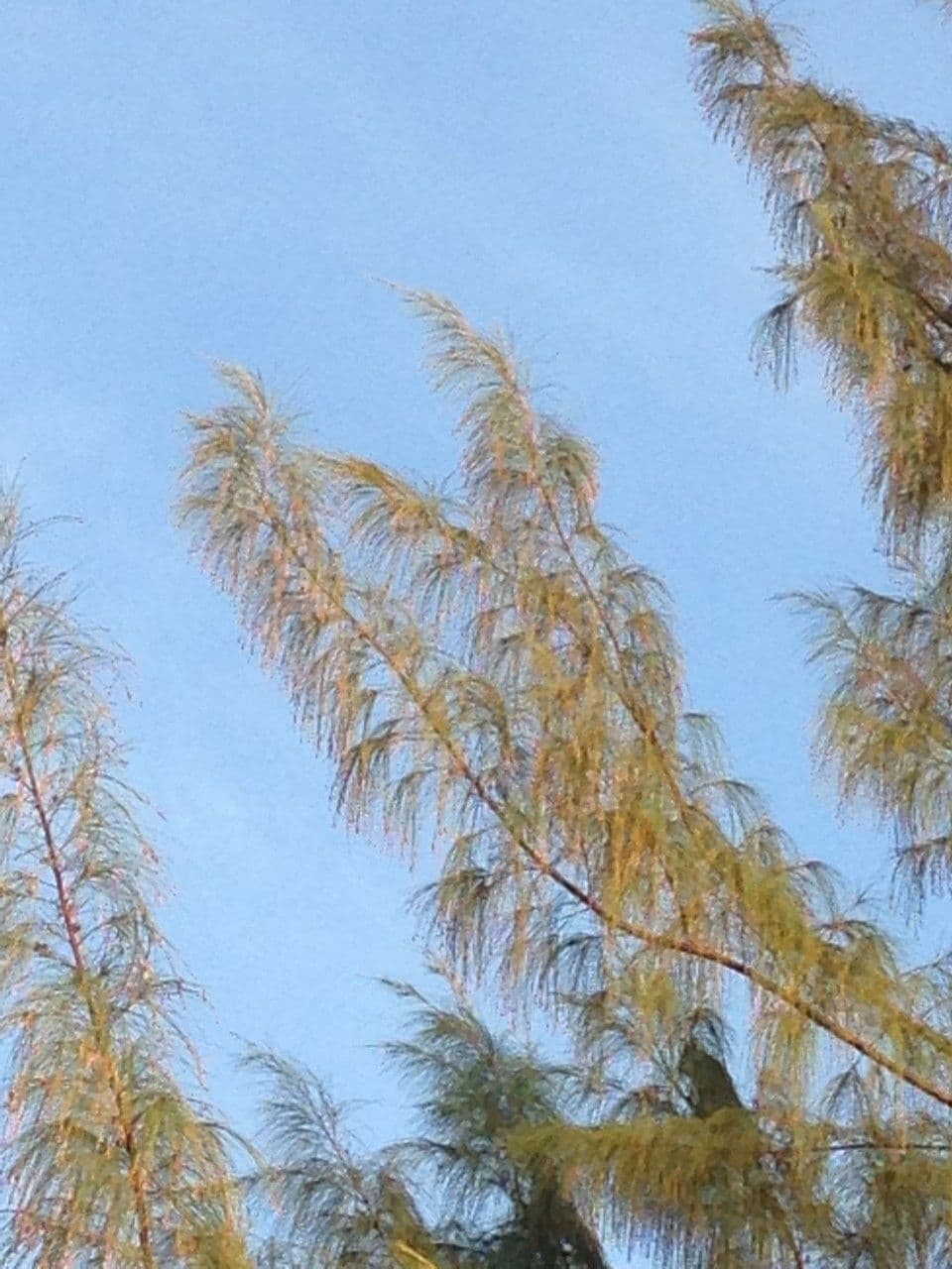 Casuarina equisetifolia 27
