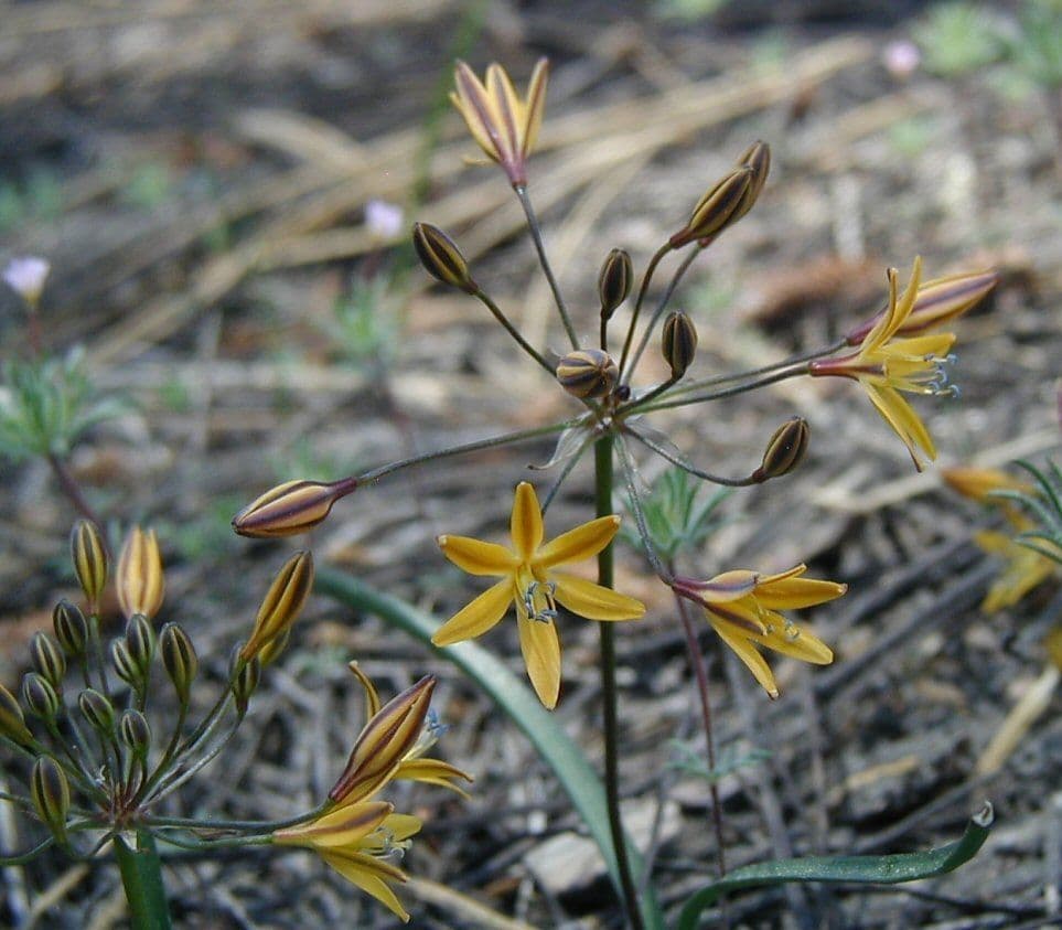 Triteleia