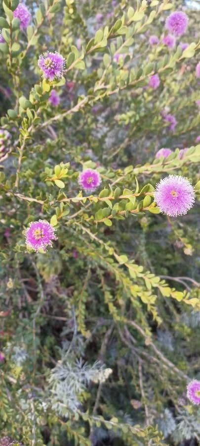 Melaleuca 7