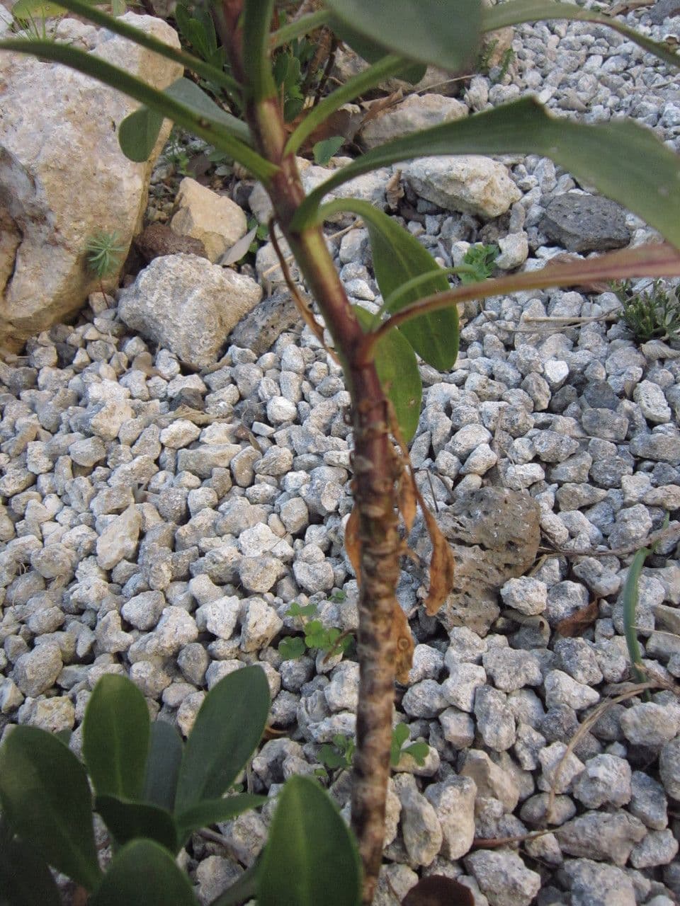 Plošticovec maltský 11