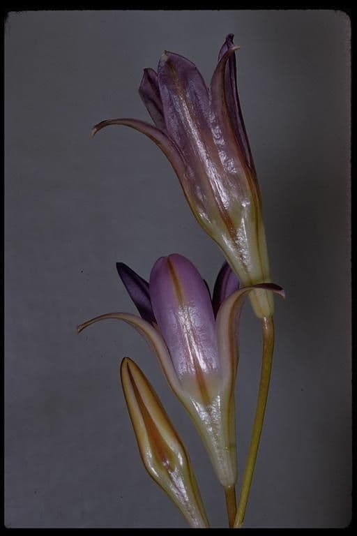 Brodiaea elegans 9