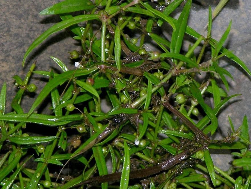Oldenlandia 13
