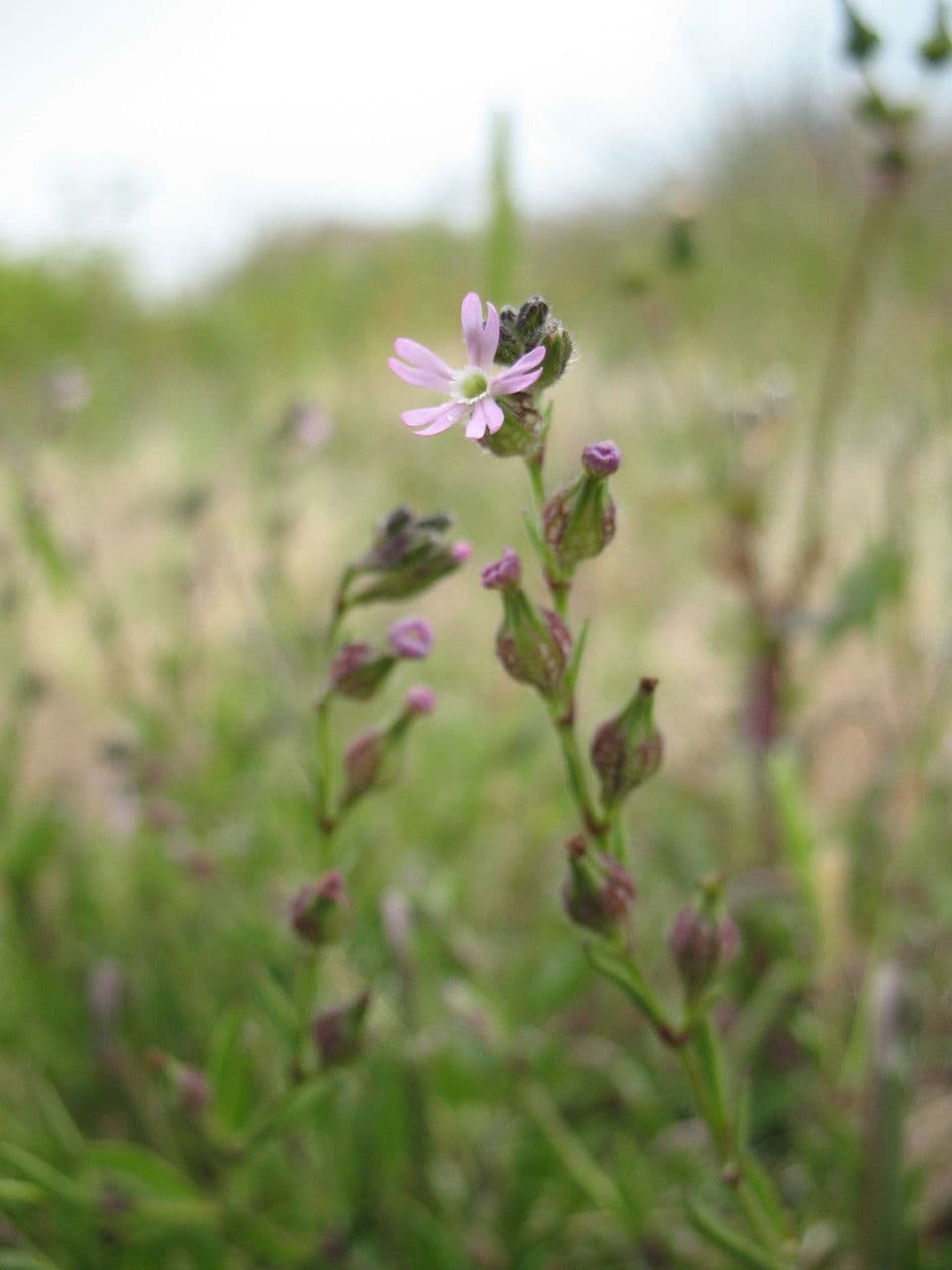 Silene 6