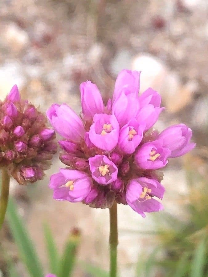 Armeria alpina 8