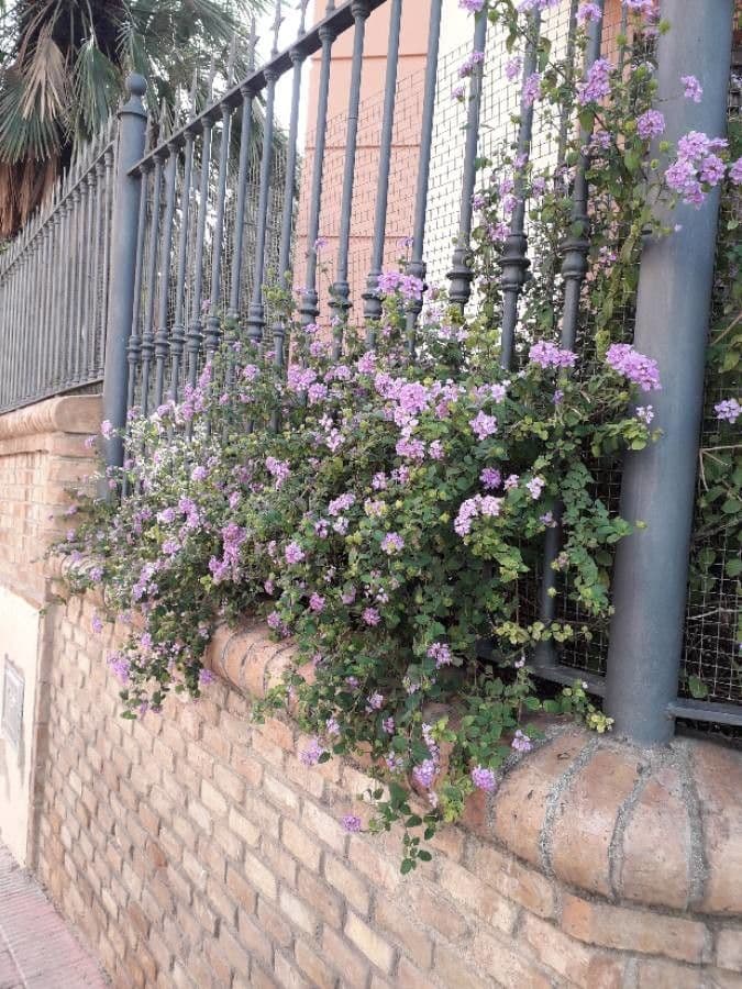 Lantana 13